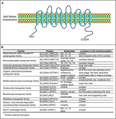 The Roles of Solute Carriers in Auditory Function